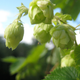 Image for article titled A Triassic Beast Brews Up A Surprisingly Gentle India Pale Ale